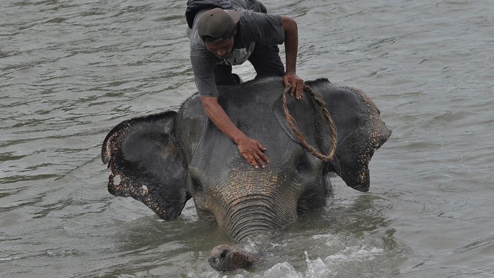 1747134949620-melihat-lebih-dekat-gajah-jinak-di-pusat-konservasi-seblat-bengkulu-1747110082479_169