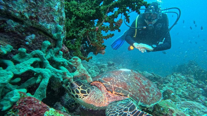 1747351308253-wisata-bawah-laut-pulau-weh-1747300437202_169