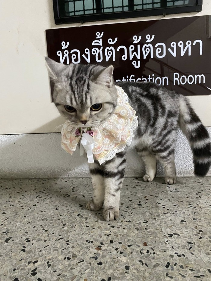 1747394520805-kucing-gemas-ditangkap-polisi-thailand-1747293554106