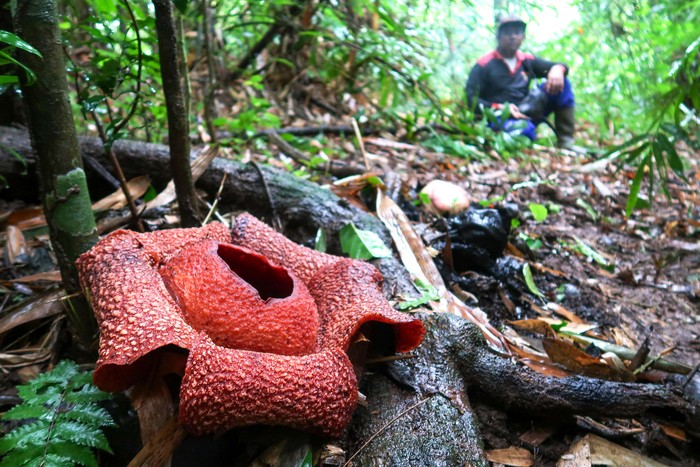 1747458905543-rafflesia-langka-mekar-di-hutan-kalipuro-banyuwangi-1747368311125