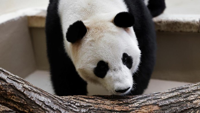 1747804893807-potret-gemas-panda-raksasa-baru-di-kebun-binatang-wina-1747740282332_169