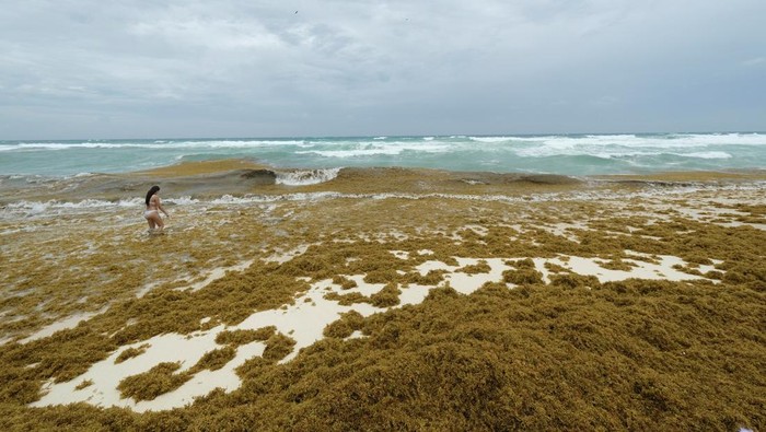 1749402836710-rumput-laut-serbu-pantai-cancun-pekerja-berjuang-bersihkan-garis-pantai-1749366683283_169