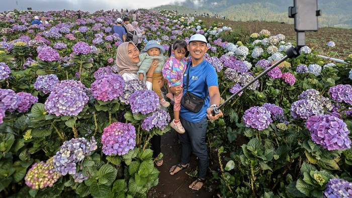 1751174520000-ladang-bunga-hortensia-di-batu-disulap-jadi-destinasi-wisata-hits-1751111385726_169
