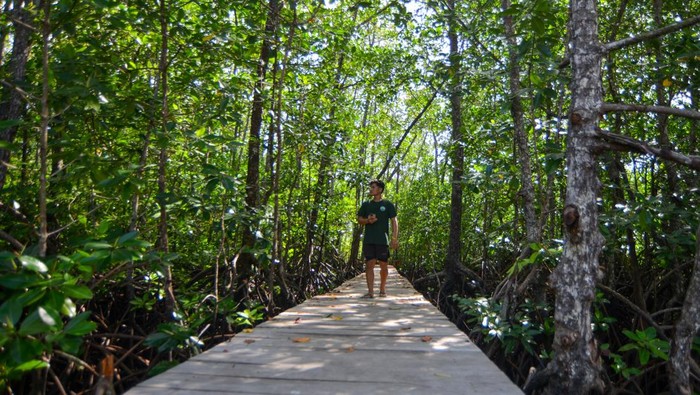 1752038685732-hijau-mangrove-mentawai-harapan-baru-wisata-berkelanjutan-1751973623154_169