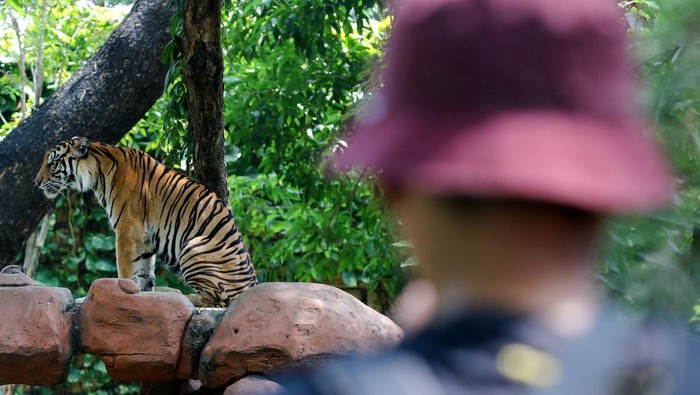 1754889189271-kebun-binatang-surabaya-koleksi-harimau-sumatera-baru-1754805574316_169