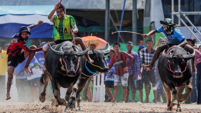 1759816999045-adu-cepat-kerbau-festival-balap-chonburi-ke-154-meriah-di-thailand-1759746651494_169