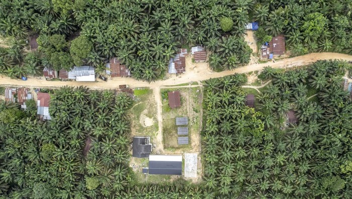 1761285919683-jejak-suku-batin-sembilan-yang-terhimpit-perkebunan-sawit-di-jambi-1761185144474_169