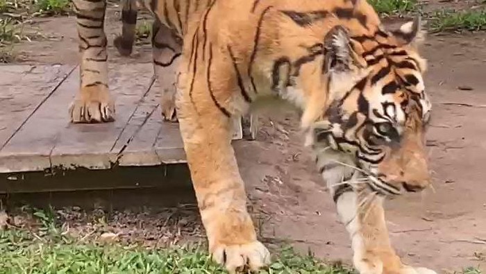 1761306829160-harimau-sumatera-bernama-uni-di-taman-rimba-jambi-saat-masih-hidup-1748581683905_169