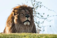 1761479131974-singa-singa-korban-perang-ukraina-1742963918855_169