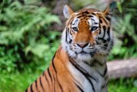 1761631263969-harimau-1760767082110_169