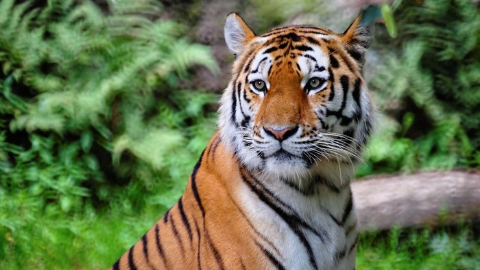 1761631263969-harimau-1760767082110_169
