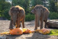 1761631274828-momen-lucu-gajah-gajah-oregon-rayakan-halloween-1761558890349_169