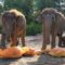 1761631274828-momen-lucu-gajah-gajah-oregon-rayakan-halloween-1761558890349_169