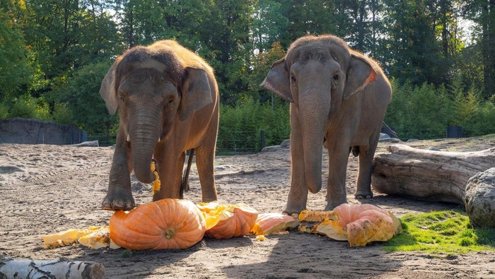 1761631274828-momen-lucu-gajah-gajah-oregon-rayakan-halloween-1761558890349_169