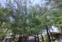 1761652304464-lampion-yang-tersangkut-di-atap-bangunan-dan-pohon-cemara-di-dekat-area-parkir-pantai-gua-cemara-bantul-senin-27102025-1761543596490_169
