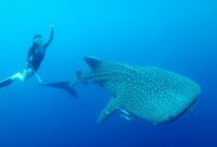 1761738560258-prilly-latuconsina-dan-konservasi-indonesia-melalukan-tagging-hiu-paus-di-teluk-saleh-ntb-5_169