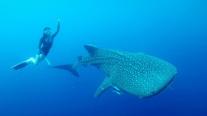 1761738560258-prilly-latuconsina-dan-konservasi-indonesia-melalukan-tagging-hiu-paus-di-teluk-saleh-ntb-5_169