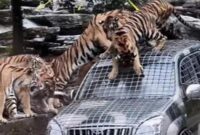 1761738629951-kebun-binatang-cari-sopir-untuk-kasih-makan-harimau-1761621425857_169