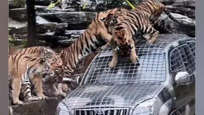 1761738629951-kebun-binatang-cari-sopir-untuk-kasih-makan-harimau-1761621425857_169