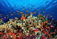 1761738676774-pbb-usulkan-great-barrier-reef-dimasukkan-daftar-dalam-bahaya-australia-protes_169