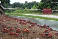 1761738698844-jutaan-kepiting-lagi-migrasi-tahunan-jalanan-sampai-ditutup-6_169