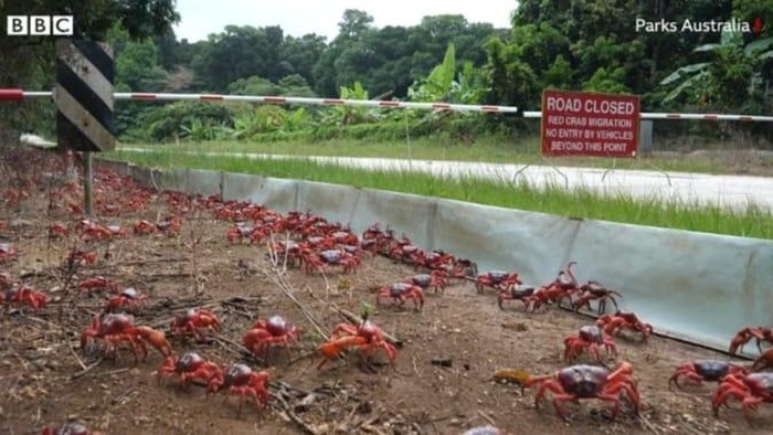 1761738698844-jutaan-kepiting-lagi-migrasi-tahunan-jalanan-sampai-ditutup-6_169