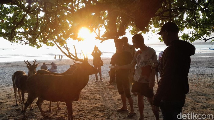 1761803802102-pengunjung-memberi-makan-rusa-di-twa-cagar-alam-pangandaran_169