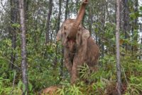 1761911530444-jalan-damai-si-perisai-hidup-7_169