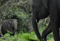 1761911627210-melihat-lebih-dekat-gajah-jinak-di-pusat-konservasi-seblat-bengkulu-1747110082399_169