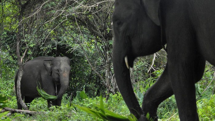1761911627210-melihat-lebih-dekat-gajah-jinak-di-pusat-konservasi-seblat-bengkulu-1747110082399_169