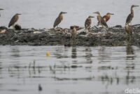 1761976311411-potret-burung-burung-air-bertahan-di-tengah-kota-1761904212204_169