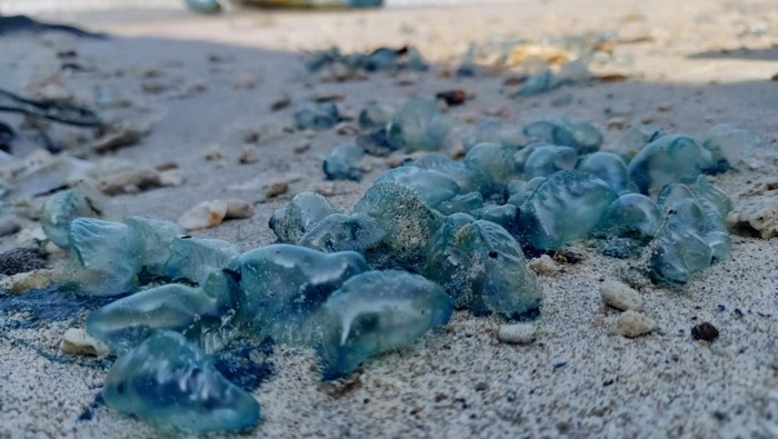 1762192185349-penampakan-ubur-ubur-beracun-di-perairan-pangandaran-1_169