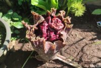 1762192318916-bunga-bangkai-atau-bunga-suweg-mulai-bermunculan-di-kebun-dan-pekarangan-rumah-warga-di-ciamis-1761971749225_169