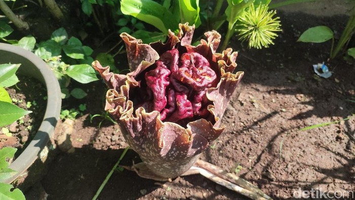 1762192318916-bunga-bangkai-atau-bunga-suweg-mulai-bermunculan-di-kebun-dan-pekarangan-rumah-warga-di-ciamis-1761971749225_169