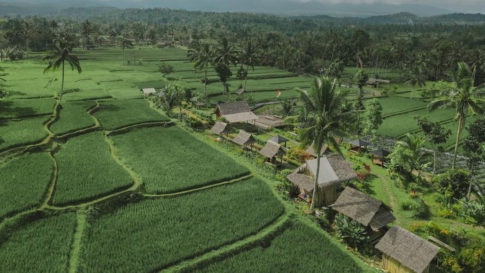 1762235512914-pemkab-banyuwangi-1762224851188_169