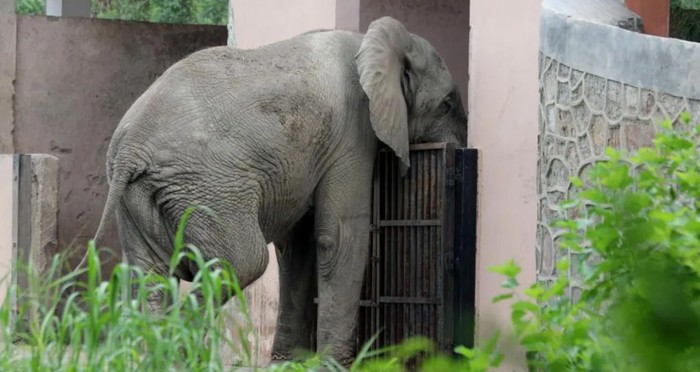 1762322009314-shankar-gajah-afrika-paling-kesepian-di-india-1762273762006