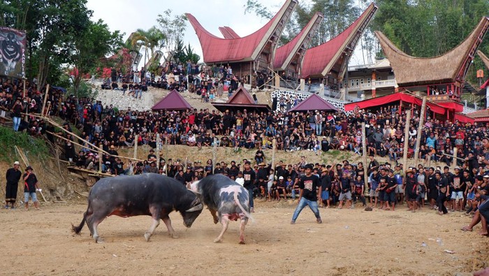 1762322020252-melihat-upacara-rambu-solo-tradisi-pemakaman-suku-toraja-5_169