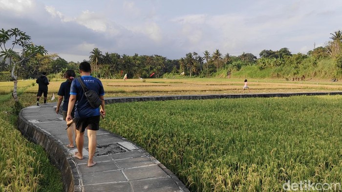 1762343672400-suasana-saat-jogging-di-subak-penarungan-mengwi-badung-bali-foto-agus-ekadetikbali-1761464229689_169