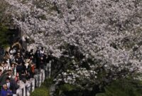 1762430392704-antusias-warga-jepang-sambut-bunga-sakura-bermekaran-1_169