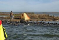 1762451697585-turis-jerman-terdampar-di-danau-ijsselmeer-belanda-1762413641176