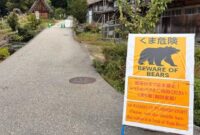 1762495224157-beruang-di-jepang-1761915444944_169