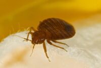 1762516385100-1430769969-1_169