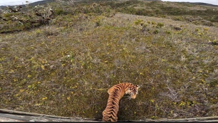 1762667510432-harimau-senja-saat-dilepasliarkan-di-taman-nasional-gunung-leuser-dok-bbksda-sumut-1747919185688_169