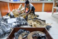 1762970090905-preparasi-fosil-gading-gajah-purba-di-museum-geologi-bandung-1762928873472_169