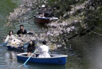 1763142610543-antusias-warga-jepang-sambut-bunga-sakura-bermekaran-2_169