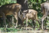 1763293584415-rusa-rusa-menggemaskan-ini-kini-hidup-bebas-di-hutan-bali-1754474065865_169