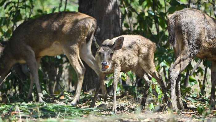 1763293584415-rusa-rusa-menggemaskan-ini-kini-hidup-bebas-di-hutan-bali-1754474065865_169