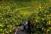 1763445339234-hamparan-bunga-matahari-memukau-wisatawan-1763380469219_169