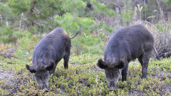 1763464132057-babi-hutan-super_169