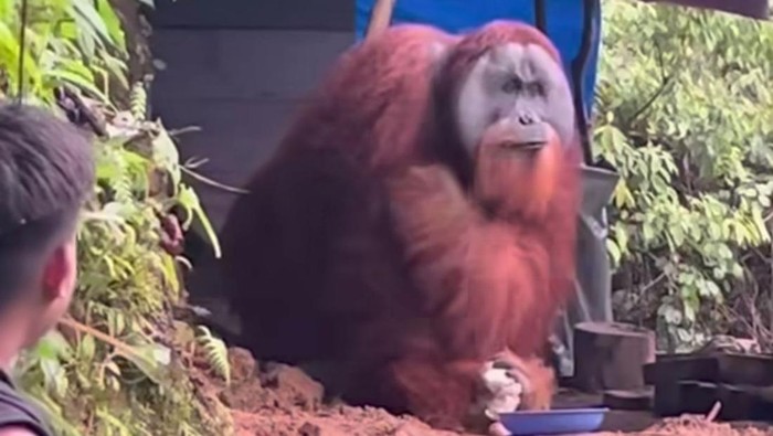 1763550413631-video-memperlihatkan-satu-orangutan-diberikan-makan-dan-minum-di-tengah-hutan-tangkapan-layar-video-viral-1763535823373_169